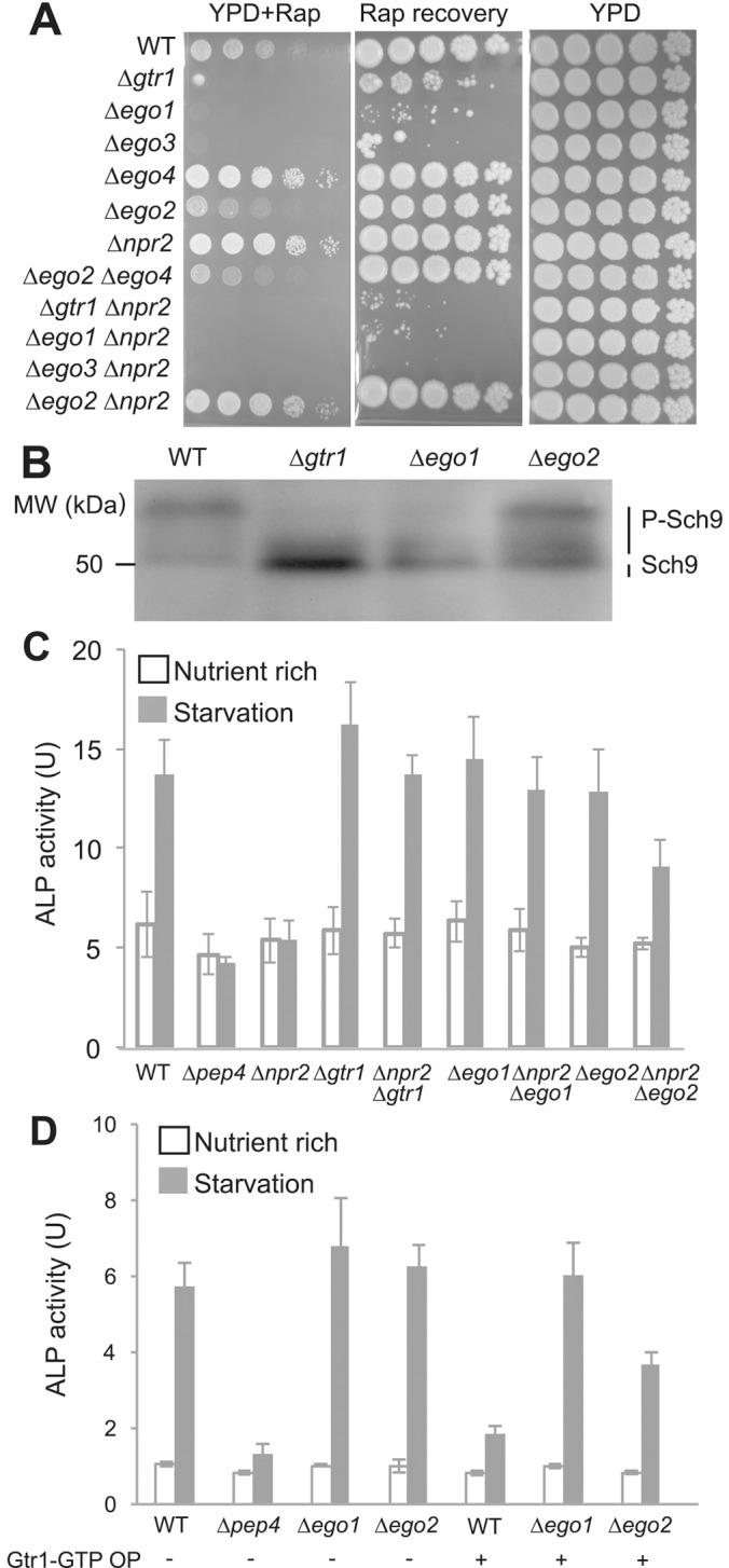 https://cdn.ncbi.nlm.nih.gov/pmc/blobs/5d74/4713139/c57ddeacf50b/382fig3.jpg