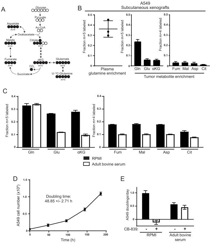 https://cdn.ncbi.nlm.nih.gov/pmc/blobs/5db4/5589418/031374dcc103/elife-27713-fig1.jpg