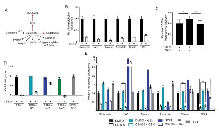 https://cdn.ncbi.nlm.nih.gov/pmc/blobs/5db4/5589418/47495698b0fc/elife-27713-fig3-figsupp2.jpg