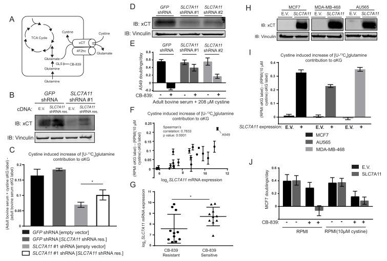https://cdn.ncbi.nlm.nih.gov/pmc/blobs/5db4/5589418/4997a9a35cce/elife-27713-fig4.jpg