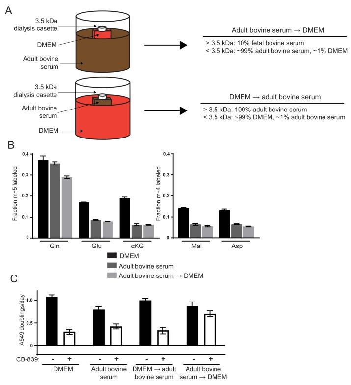https://cdn.ncbi.nlm.nih.gov/pmc/blobs/5db4/5589418/656692a1e3b0/elife-27713-fig2-figsupp1.jpg