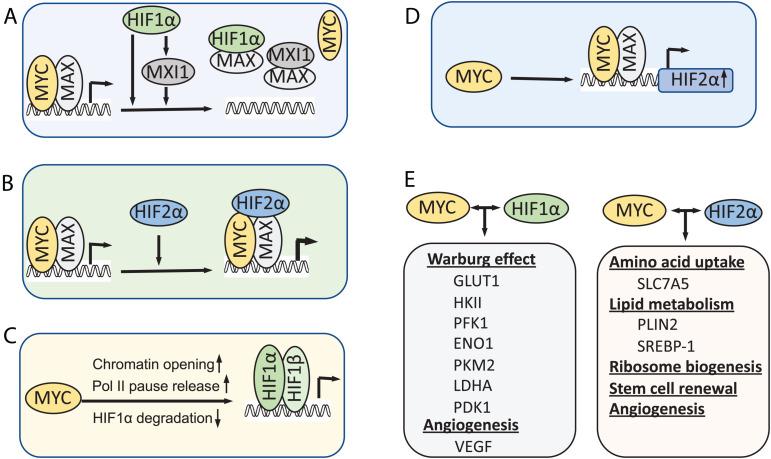 https://cdn.ncbi.nlm.nih.gov/pmc/blobs/5dcb/7676913/839da26db2c9/fcell-08-590576-g002.jpg
