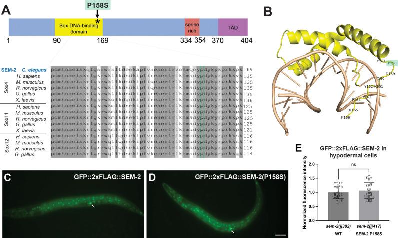 https://cdn.ncbi.nlm.nih.gov/pmc/blobs/5dd4/11785321/6b822f3a5539/pgen.1011361.g002.jpg