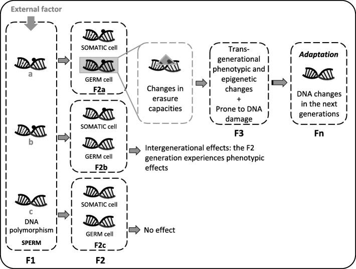 https://cdn.ncbi.nlm.nih.gov/pmc/blobs/5ddc/7218615/aa8b1b371551/13148_2020_845_Fig2_HTML.jpg