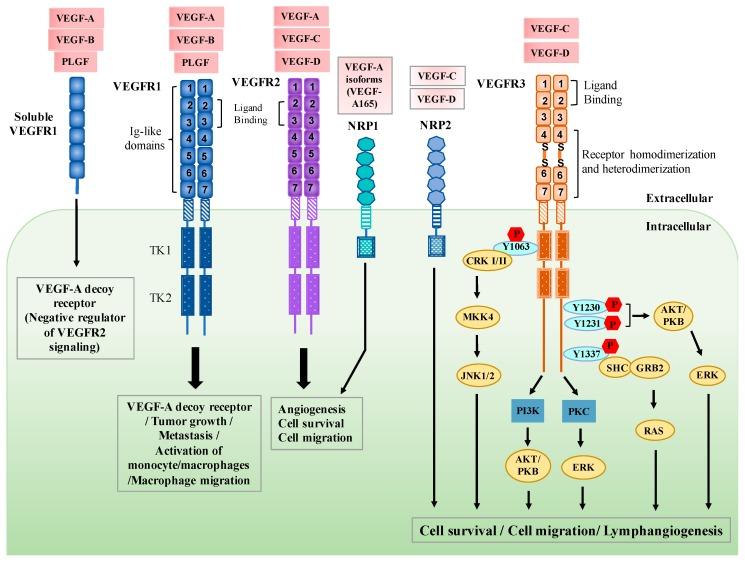 https://cdn.ncbi.nlm.nih.gov/pmc/blobs/5de9/6468620/6fc0b47f3220/cells-08-00270-g001.jpg