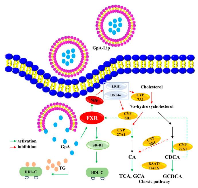 https://cdn.ncbi.nlm.nih.gov/pmc/blobs/5df9/11397205/9db2423c5d91/molecules-29-04080-g007.jpg
