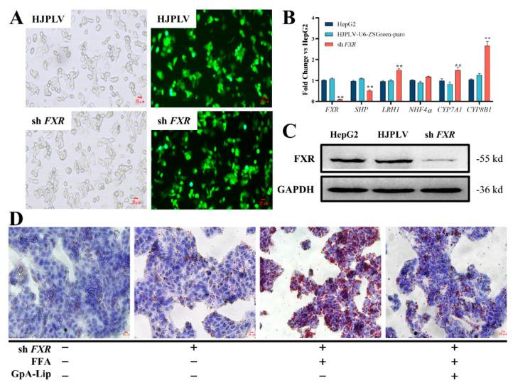 https://cdn.ncbi.nlm.nih.gov/pmc/blobs/5df9/11397205/bfbe4ce838c3/molecules-29-04080-g006a.jpg