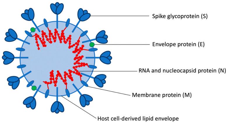 https://cdn.ncbi.nlm.nih.gov/pmc/blobs/5e1a/7551689/fbf56d2d6df9/viruses-12-01023-g002.jpg