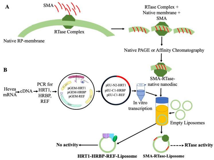 https://cdn.ncbi.nlm.nih.gov/pmc/blobs/5e3b/11174458/32d313777521/polymers-16-01468-g004.jpg