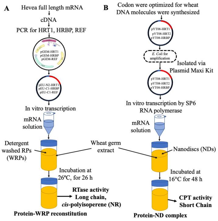 https://cdn.ncbi.nlm.nih.gov/pmc/blobs/5e3b/11174458/c78c13a449d4/polymers-16-01468-g003.jpg