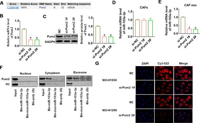 https://cdn.ncbi.nlm.nih.gov/pmc/blobs/5e59/8202839/0bcdc69ffe37/aging-13-103556-g003.jpg