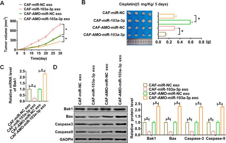 https://cdn.ncbi.nlm.nih.gov/pmc/blobs/5e59/8202839/4fa593c64a92/aging-13-103556-g007.jpg