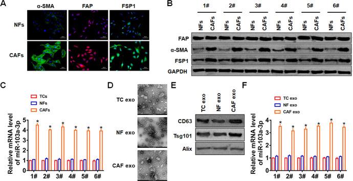 https://cdn.ncbi.nlm.nih.gov/pmc/blobs/5e59/8202839/d63e4a037989/aging-13-103556-g001.jpg