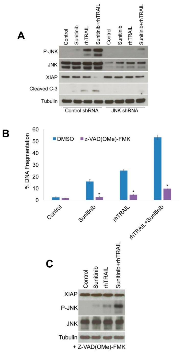 https://cdn.ncbi.nlm.nih.gov/pmc/blobs/5e5e/6678293/edf53a465778/cancers-11-00895-g004.jpg
