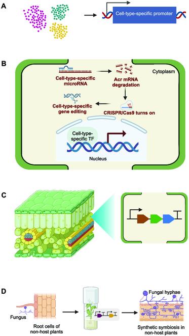 https://cdn.ncbi.nlm.nih.gov/pmc/blobs/5ea0/10905259/e10db59685c6/bdr.0029.fig.004.jpg