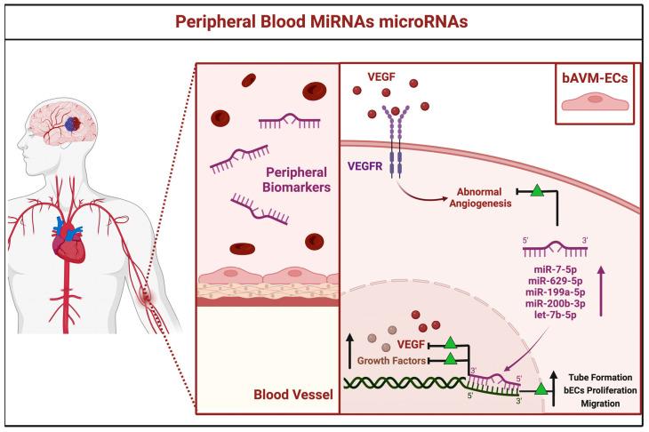 https://cdn.ncbi.nlm.nih.gov/pmc/blobs/5ea4/9775264/8cd0a751ca36/brainsci-12-01628-g005.jpg