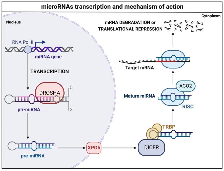 https://cdn.ncbi.nlm.nih.gov/pmc/blobs/5ea4/9775264/9487722fa776/brainsci-12-01628-g002.jpg