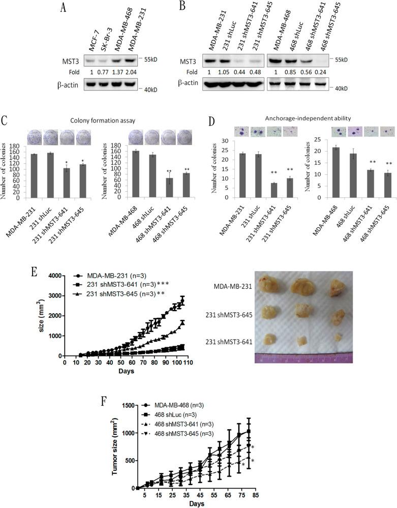 https://cdn.ncbi.nlm.nih.gov/pmc/blobs/5ee4/4924737/43e6233bccf8/oncotarget-07-14586-g002.jpg