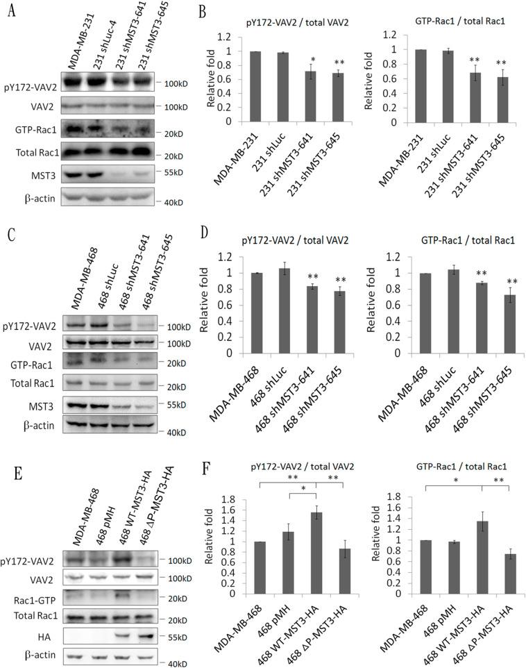 https://cdn.ncbi.nlm.nih.gov/pmc/blobs/5ee4/4924737/804c240c9fd5/oncotarget-07-14586-g006.jpg