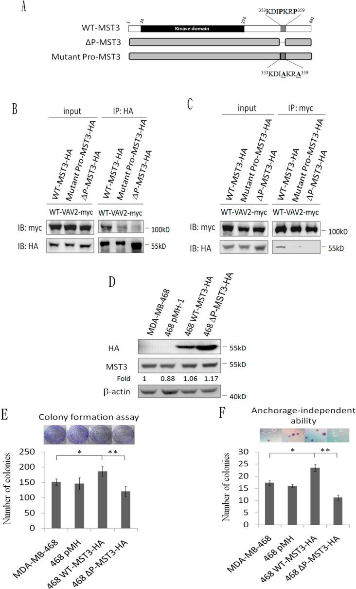 https://cdn.ncbi.nlm.nih.gov/pmc/blobs/5ee4/4924737/8500d555dae7/oncotarget-07-14586-g005.jpg