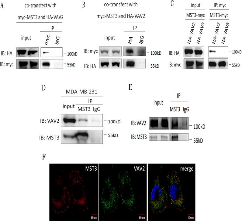 https://cdn.ncbi.nlm.nih.gov/pmc/blobs/5ee4/4924737/9bb1697e9ea0/oncotarget-07-14586-g003.jpg