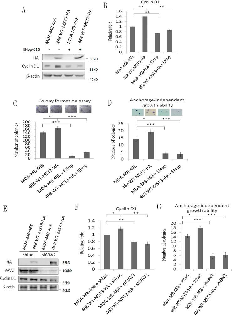 https://cdn.ncbi.nlm.nih.gov/pmc/blobs/5ee4/4924737/be10ea9d4004/oncotarget-07-14586-g008.jpg