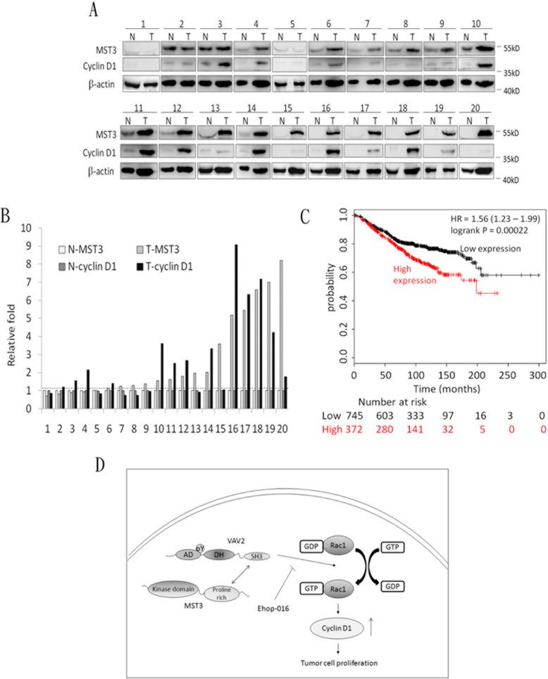 https://cdn.ncbi.nlm.nih.gov/pmc/blobs/5ee4/4924737/f34428895dfe/oncotarget-07-14586-g009.jpg