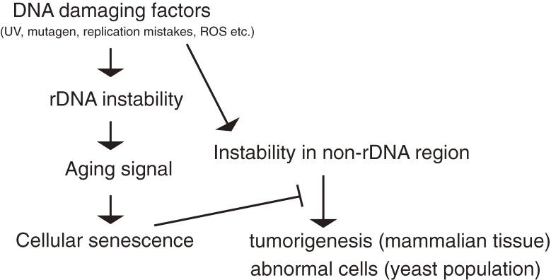 https://cdn.ncbi.nlm.nih.gov/pmc/blobs/5ef4/4055705/0c760e73a0de/pjab-90-119-g008.jpg