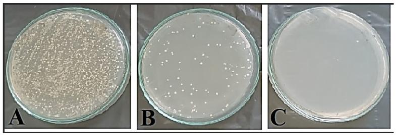 https://cdn.ncbi.nlm.nih.gov/pmc/blobs/5ef5/10536823/aeee3712e663/microorganisms-11-02341-g007.jpg