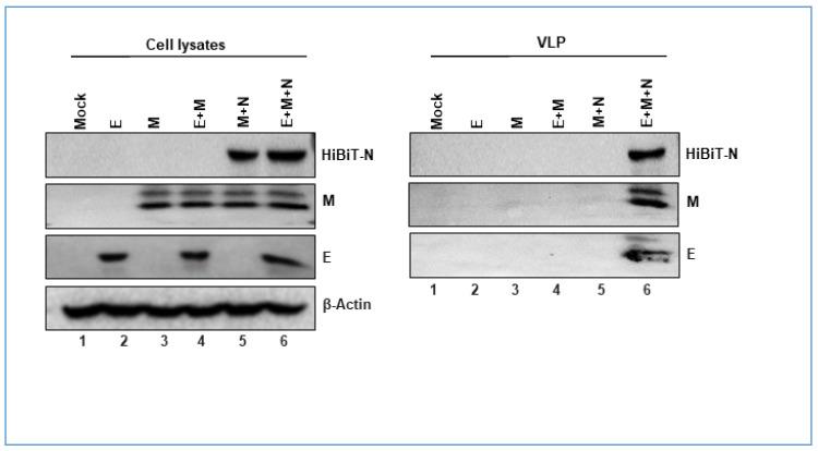 https://cdn.ncbi.nlm.nih.gov/pmc/blobs/5f15/8068838/3d5f081de69b/cells-10-00853-g003.jpg