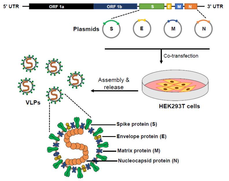 https://cdn.ncbi.nlm.nih.gov/pmc/blobs/5f15/8068838/a5dc7b02b768/cells-10-00853-g001.jpg