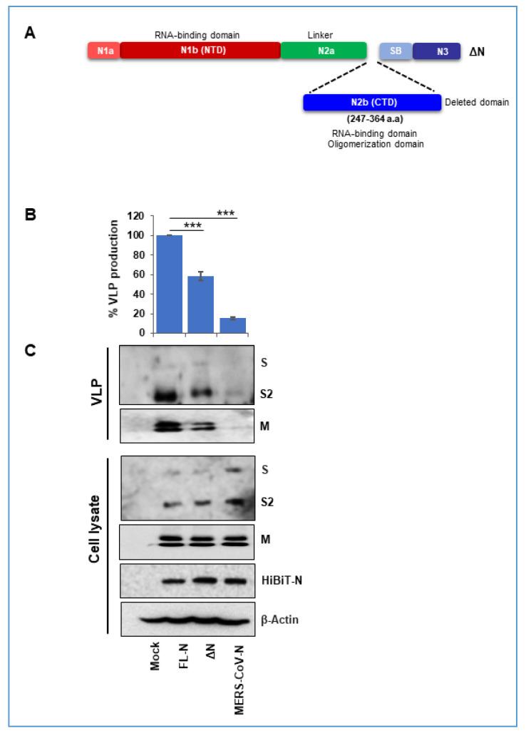 https://cdn.ncbi.nlm.nih.gov/pmc/blobs/5f15/8068838/dbcc97838e99/cells-10-00853-g005.jpg
