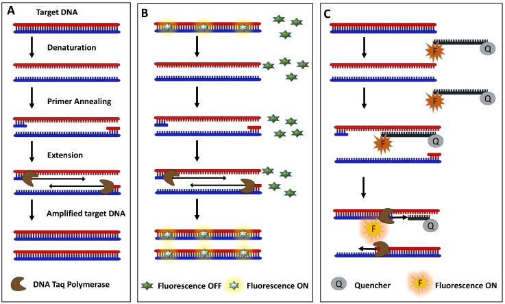 https://cdn.ncbi.nlm.nih.gov/pmc/blobs/5f44/9313409/f90064081cd0/biosensors-12-00489-g002.jpg