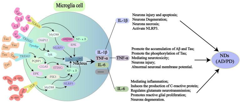 https://cdn.ncbi.nlm.nih.gov/pmc/blobs/5f65/9715766/546a012701ec/fmicb-13-959856-g002.jpg
