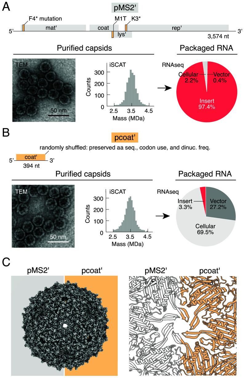 https://cdn.ncbi.nlm.nih.gov/pmc/blobs/5f71/12377776/06d9328f5bcb/pnas.2505190122fig02.jpg