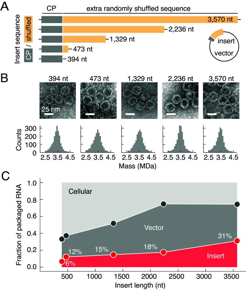 https://cdn.ncbi.nlm.nih.gov/pmc/blobs/5f71/12377776/2dc13ed7ba86/pnas.2505190122fig03.jpg