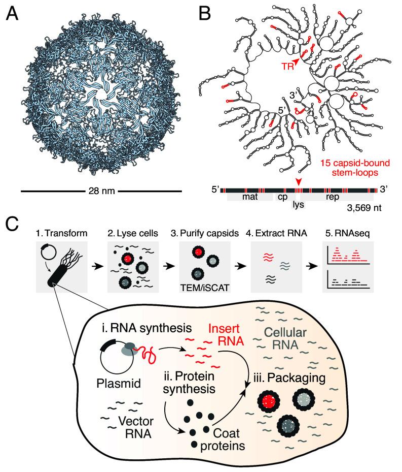https://cdn.ncbi.nlm.nih.gov/pmc/blobs/5f71/12377776/a7e911061c68/pnas.2505190122fig01.jpg