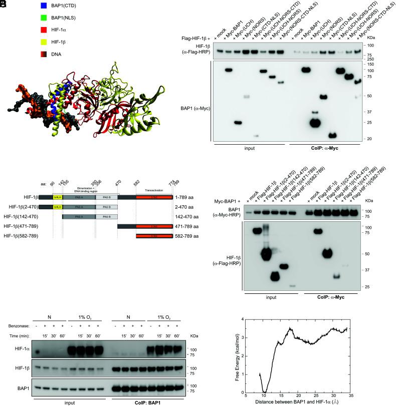 https://cdn.ncbi.nlm.nih.gov/pmc/blobs/5f93/9942908/c90684741ac4/pnas.2217840120fig04.jpg