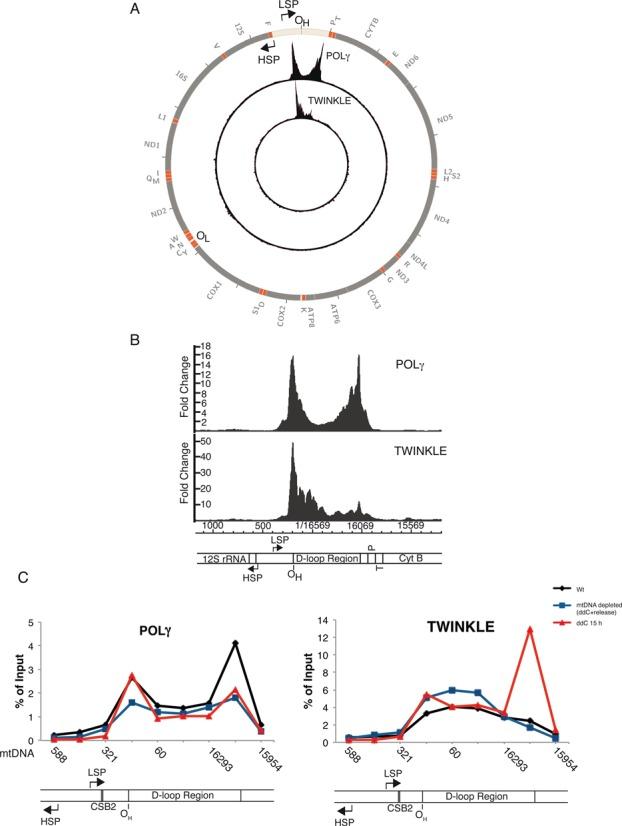 https://cdn.ncbi.nlm.nih.gov/pmc/blobs/5fb4/4627069/16a514f84473/gkv804fig5.jpg