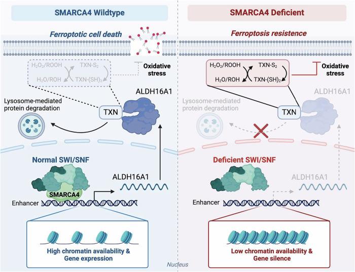 https://cdn.ncbi.nlm.nih.gov/pmc/blobs/5fe0/12405490/313e806f5dec/41467_2025_63687_Fig7_HTML.jpg
