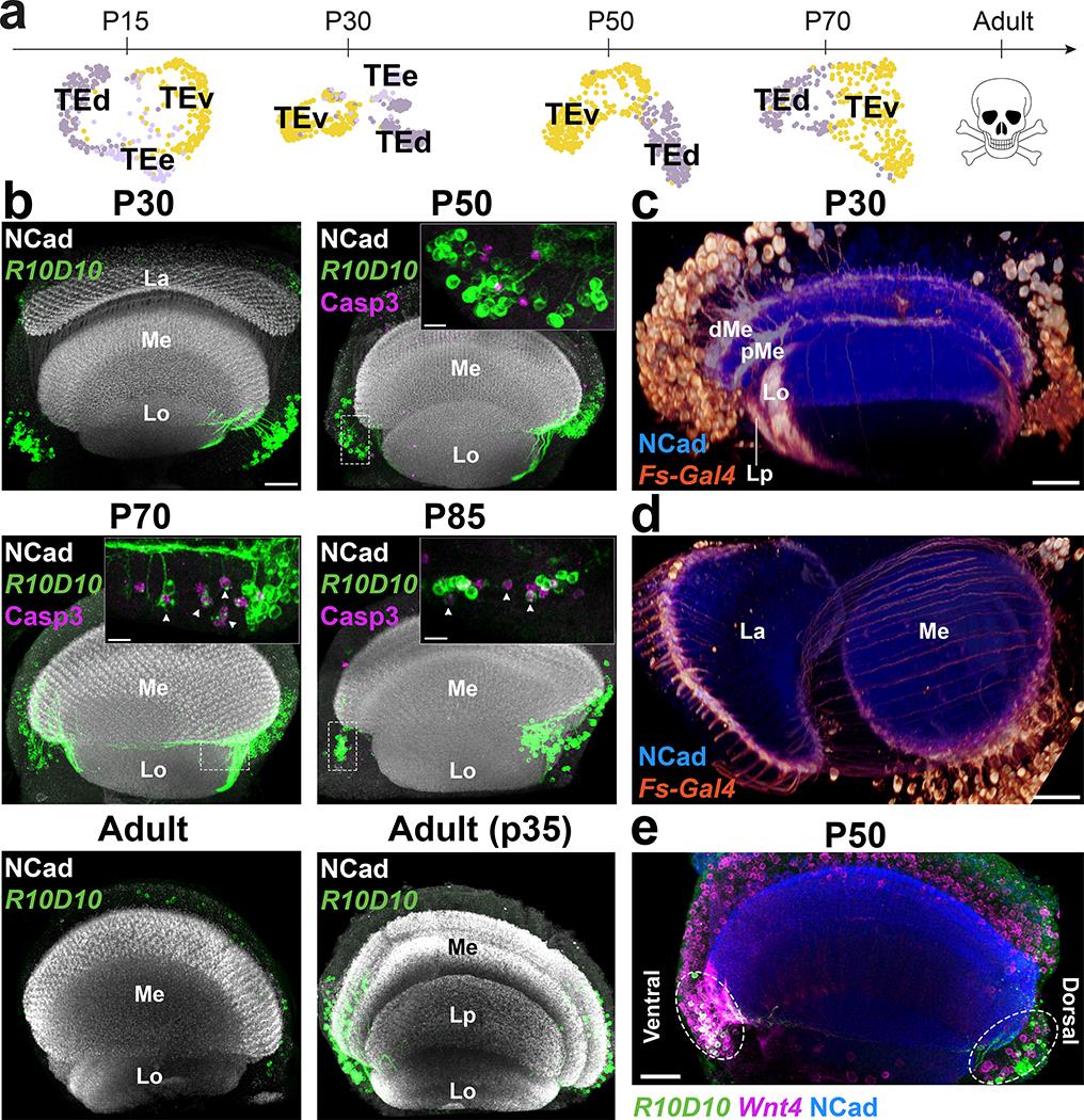 https://cdn.ncbi.nlm.nih.gov/pmc/blobs/5fe2/7790857/dbe4b1ca47ce/nihms-1624349-f0002.jpg