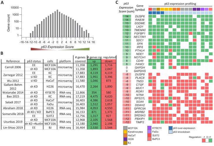 https://cdn.ncbi.nlm.nih.gov/pmc/blobs/5fe8/7735755/4b230776774a/elife-63266-fig1.jpg
