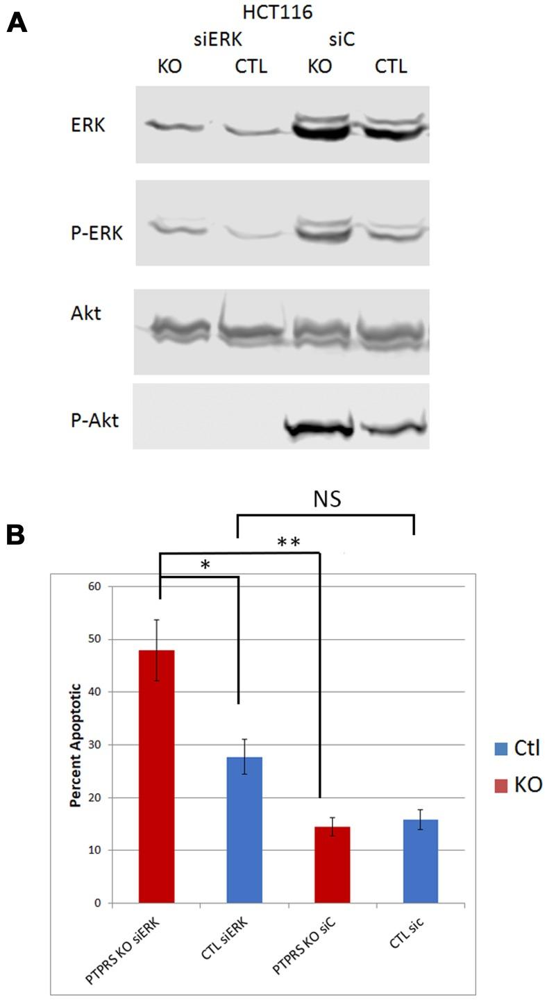 https://cdn.ncbi.nlm.nih.gov/pmc/blobs/6002/6887575/69e16a32a3be/oncotarget-10-6768-g003.jpg