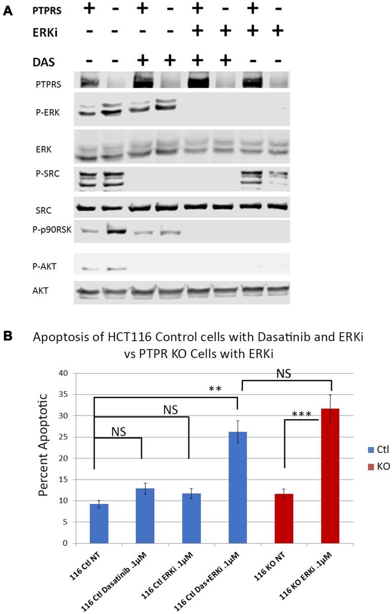 https://cdn.ncbi.nlm.nih.gov/pmc/blobs/6002/6887575/90d5d8ff510b/oncotarget-10-6768-g006.jpg