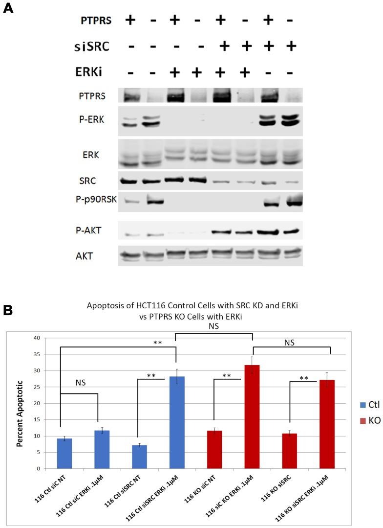 https://cdn.ncbi.nlm.nih.gov/pmc/blobs/6002/6887575/ee79327a217e/oncotarget-10-6768-g007.jpg