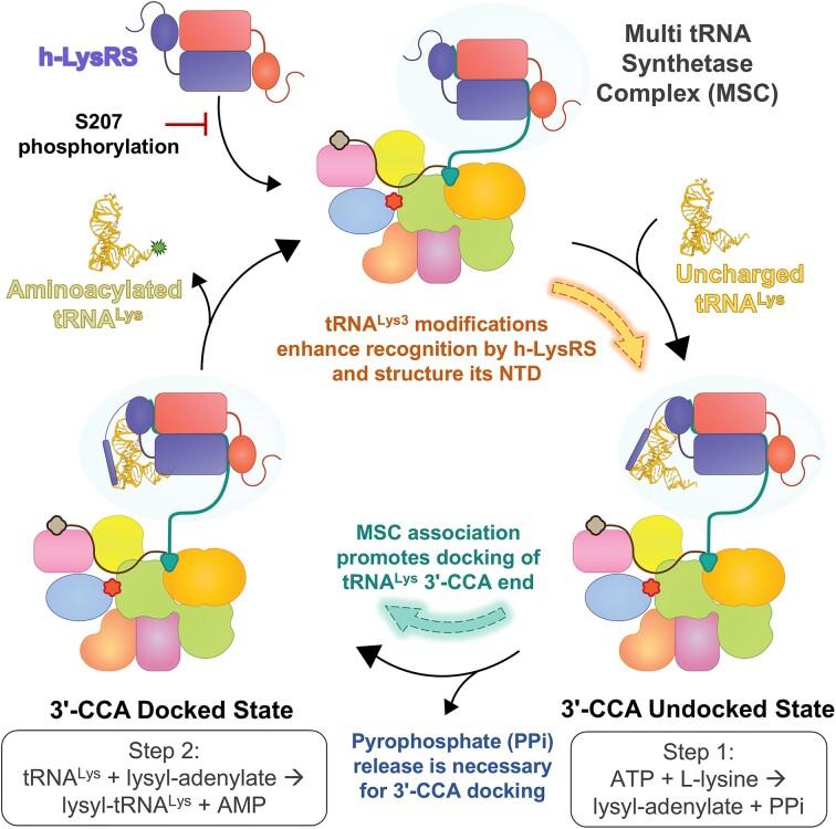 https://cdn.ncbi.nlm.nih.gov/pmc/blobs/601a/11878792/8874fd27131e/gkaf114fig5.jpg