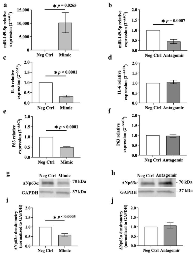 https://cdn.ncbi.nlm.nih.gov/pmc/blobs/6084/11172188/bac19624593f/cells-13-00919-g009.jpg