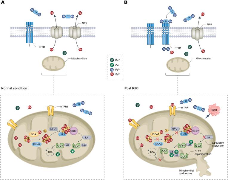 https://cdn.ncbi.nlm.nih.gov/pmc/blobs/60ad/12375214/96eff71eb2de/gr8.jpg