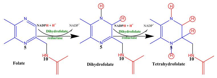 https://cdn.ncbi.nlm.nih.gov/pmc/blobs/60e3/9571290/592672ec9af9/molecules-27-06574-sch001.jpg