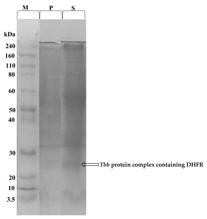 https://cdn.ncbi.nlm.nih.gov/pmc/blobs/60e3/9571290/c1987f5dbd4d/molecules-27-06574-g005.jpg